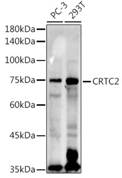 ABclonal Technology&nbsp;CRTC2 Rabbit pAb