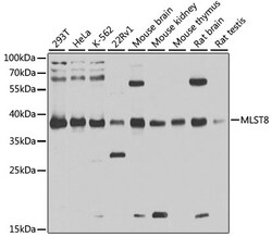 ABclonal Technology&nbsp;[KD Validated] MLST8 Rabbit pAb
