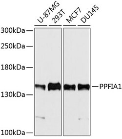 ABclonal Technology&nbsp;PPFIA1 Rabbit pAb