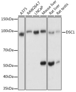 ABclonal Technology&nbsp;DSC1 Rabbit pAb