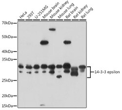 ABclonal Technology&nbsp;14-3-3 epsilon Rabbit pAb