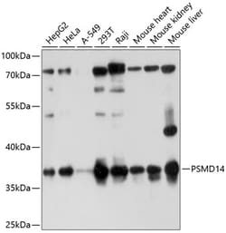 ABclonal Technology&nbsp;PSMD14 Rabbit pAb