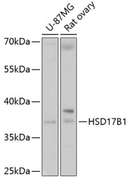 ABclonal Technology&nbsp;HSD17B1 Rabbit pAb