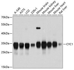 ABclonal Technology&nbsp;CYC1 Rabbit pAb