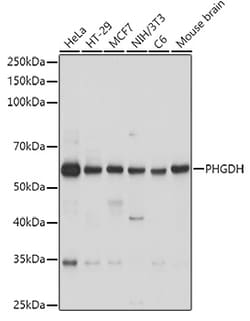 ABclonal Technology&nbsp;PHGDH Rabbit pAb