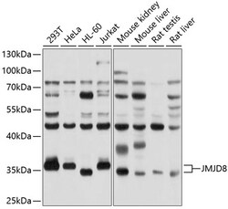 ABclonal Technology&nbsp;JMJD8 Rabbit pAb