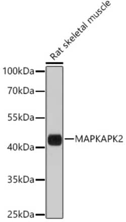 ABclonal Technology&nbsp;MAPKAPK-2/MK2 Rabbit pAb
