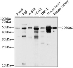 ABclonal Technology&nbsp;CD300C Rabbit pAb