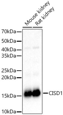 ABclonal Technology&nbsp;CISD1 Rabbit pAb