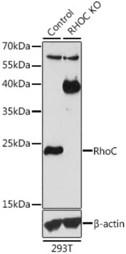 ABclonal Technology&nbsp;[KO Validated] RhoC Rabbit pAb