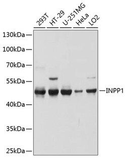 ABclonal Technology&nbsp;INPP1 Rabbit pAb
