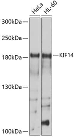 ABclonal Technology&nbsp;KIF14 Rabbit pAb