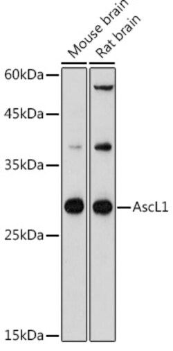 ABclonal Technology&nbsp;AscL1 Rabbit pAb