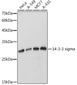 ABclonal Technology&nbsp;14-3-3 sigma Rabbit pAb