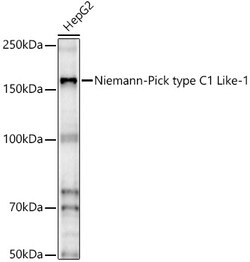 ABclonal Technology&nbsp;Niemann-Pick type C1 Like-1 Rabbit pAb