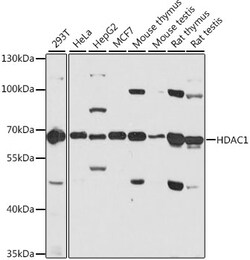 ABclonal Technology&nbsp;[KD Validated] HDAC1 Rabbit pAb