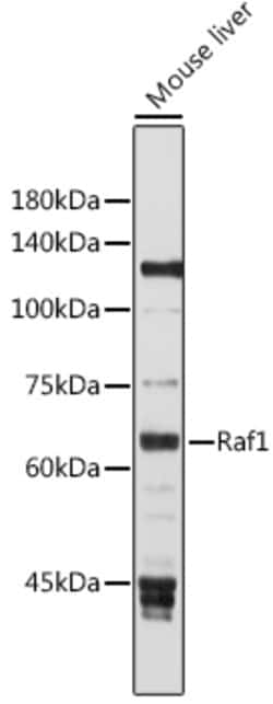 ABclonal Technology&nbsp;Raf1 Rabbit pAb