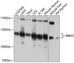ABclonal Technology&nbsp;RBM5 Rabbit pAb