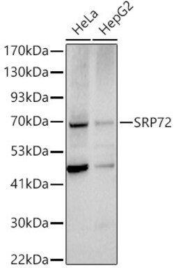 ABclonal Technology&nbsp;SRP72 Rabbit pAb