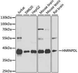 ABclonal Technology&nbsp;HNRNPDL Rabbit pAb