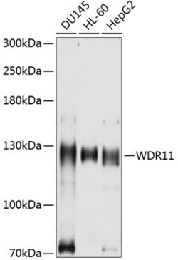 ABclonal Technology&nbsp;WDR11 Rabbit pAb