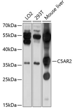 ABclonal Technology&nbsp;C5AR2 Rabbit pAb