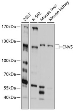 ABclonal Technology&nbsp;INVS Rabbit pAb