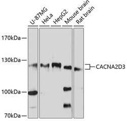 ABclonal Technology&nbsp;CACNA2D3 Rabbit pAb