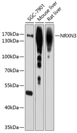 ABclonal Technology&nbsp;NRXN3 Rabbit pAb