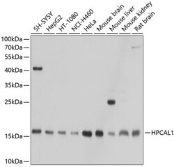 ABclonal Technology&nbsp;HPCAL1 Rabbit pAb