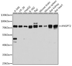 ABclonal Technology&nbsp;ANGPT2 Rabbit pAb