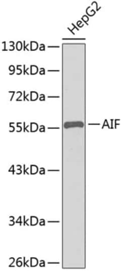 ABclonal Technology&nbsp;AIF Rabbit pAb