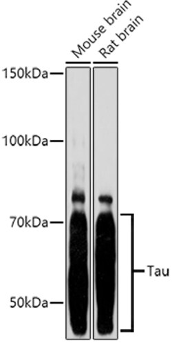 ABclonal Technology&nbsp;Tau Rabbit pAb