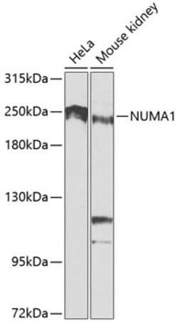 ABclonal Technology&nbsp;NUMA1 Rabbit pAb