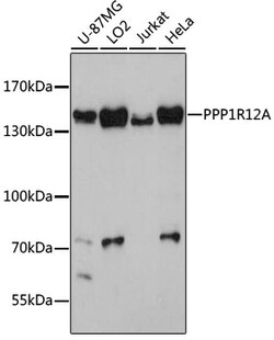 ABclonal Technology&nbsp;PPP1R12A Rabbit pAb