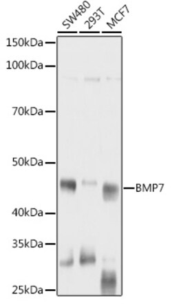 ABclonal Technology&nbsp;BMP7 Rabbit pAb