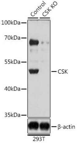 ABclonal Technology&nbsp;CSK Rabbit pAb