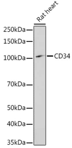 ABclonal Technology&nbsp;CD34 Rabbit pAb