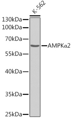 ABclonal Technology&nbsp;AMPKα2 Rabbit pAb
