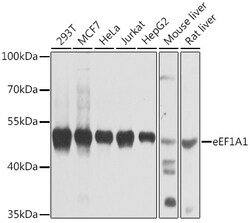 ABclonal Technology&nbsp;eEF1A1 Rabbit pAb
