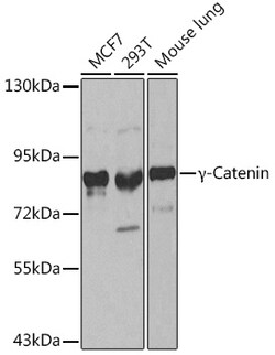ABclonal Technology&nbsp;γ-Catenin Rabbit pAb