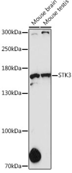 ABclonal Technology&nbsp;STK36 Rabbit pAb