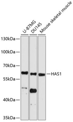 ABclonal Technology&nbsp;HAS1 Rabbit pAb