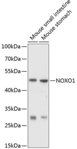 ABclonal Technology&nbsp;NOXO1 Rabbit pAb