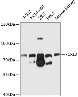 ABclonal Technology&nbsp;FCRL3 Rabbit pAb
