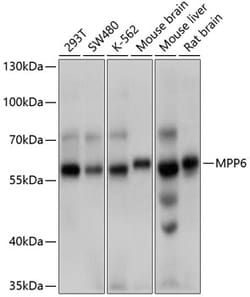 ABclonal Technology&nbsp;MPP6 Rabbit pAb