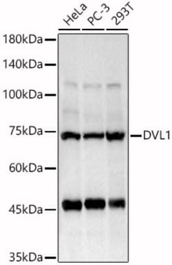 ABclonal Technology&nbsp;DVL1 Rabbit pAb