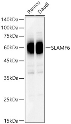 ABclonal Technology&nbsp;SLAMF6 Rabbit pAb