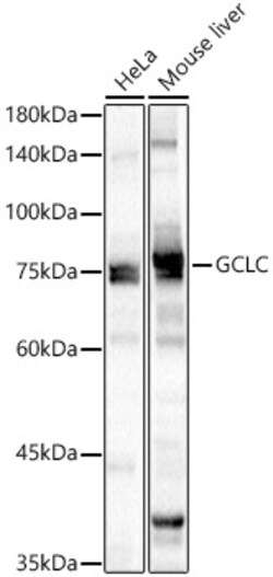 ABclonal Technology&nbsp;GCLC Rabbit pAb