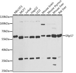 ABclonal Technology&nbsp;ERp57 Rabbit pAb